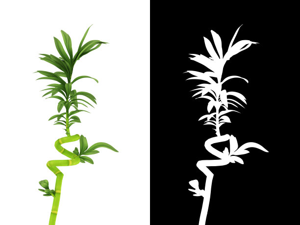 3D渲染幸运竹植物孤立在白色背景alpha通道幸运竹，图片下载