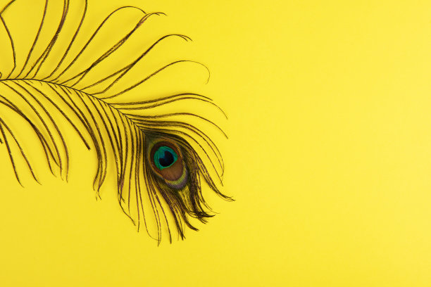 彩纸上的孔雀羽毛图片下载