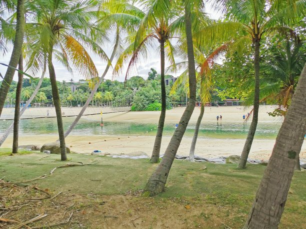 海滩上的椰子树图片下载