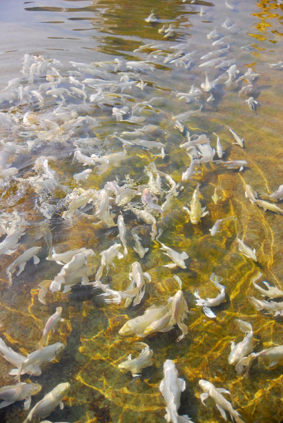 白色蝴蝶锦鲤，长鳍锦鲤或龙鲤图片下载