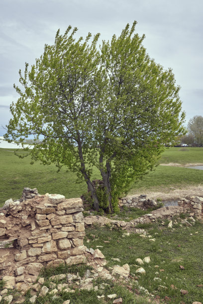 一棵心形的树在一座石头建筑的废墟中。农村的田野，阴天。在散步和旅行中有趣的地方。图片下载