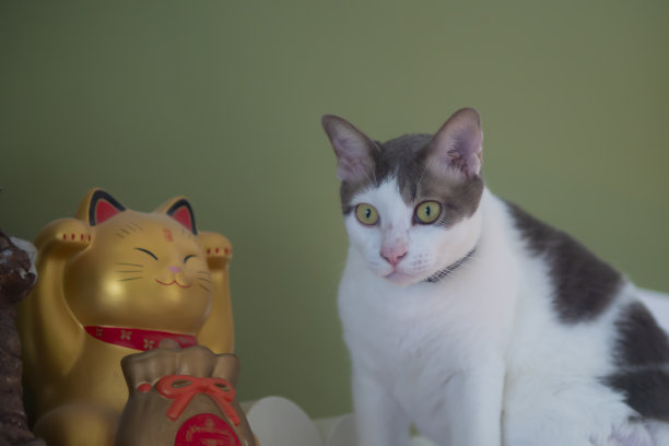 金色幸运猫娃娃和大白猫图片下载