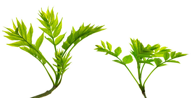 绿色的接骨木树枝。春天。药用植物。花卉装饰。绿色的树叶。孤立。图片下载