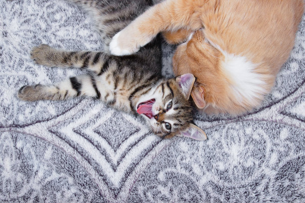 一只灰色的小猫咪打着哈欠，一只成年猫躺在床上拥抱着。图片下载