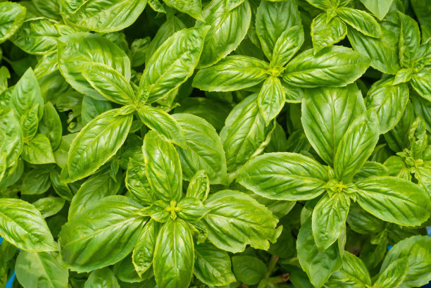 新鲜的绿色罗勒无缝图案背景图片下载