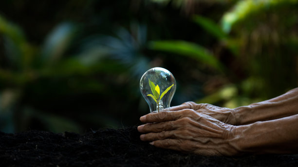手握灯泡，呵护能源，种树，保护环境和自然。植物生长在减少全球拯救生物多样性的大自然中。生态环境概念图片下载