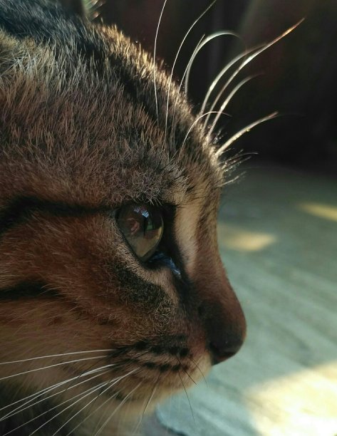 小猫一边概要图片下载