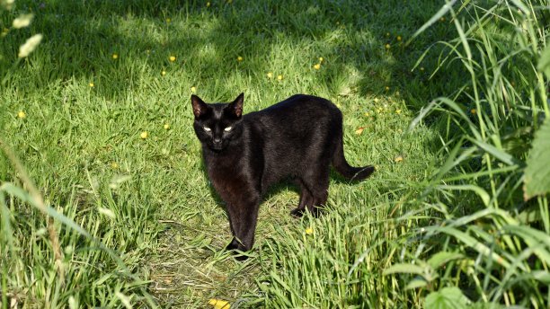 黑色的猫图片下载