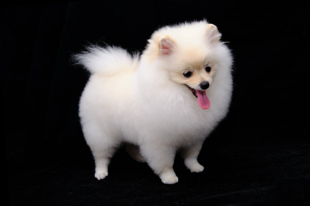 一只白色的博美犬站在黑色的背景上图片下载