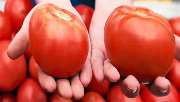 在集市上，一个女人手里拿着西红柿。图片下载