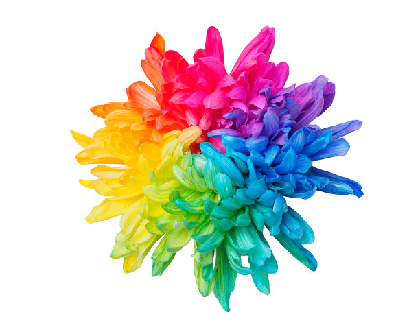 一朵彩色菊花在白色的背景上，正面观，孤立。图片下载