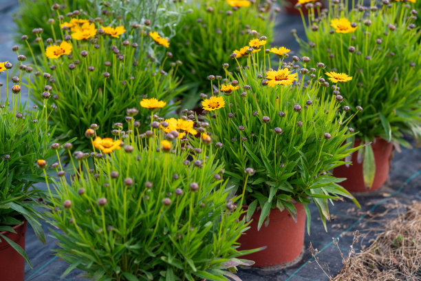温室内的花盆图片下载