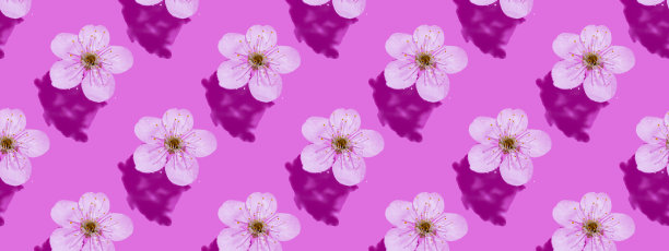 粉红色的水面上绽放着樱花。概念，墙纸，织物设计。无缝模式。横幅图片下载