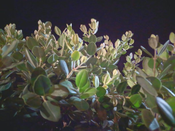 植物在黑暗中生长图片下载