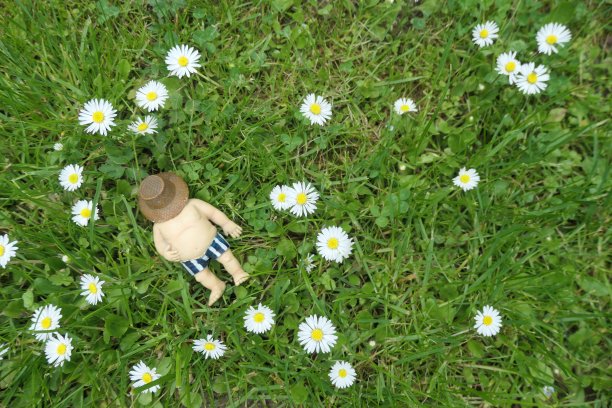 花园侏儒与短裤，赤裸的躯干和太阳帽，躺在绿色草地中盛开的雏菊图片下载