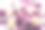 花束花有康乃馨、水仙花和口水仙。健美的,彩色照片。图片下载