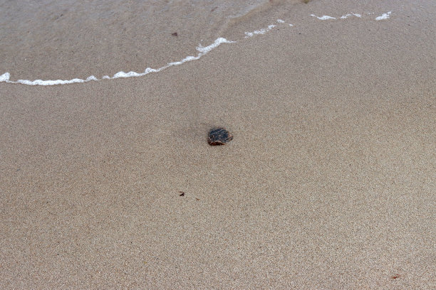 湿沙滩上的石头。图片下载