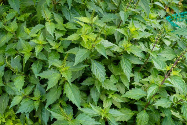 猫须植物(肾茶树)在自家花园里生长图片下载