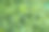 猫须植物(肾茶树)在自家花园里生长图片下载