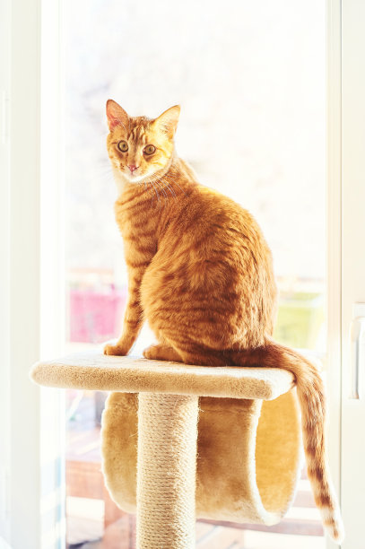 有趣的姜黄色猫坐在猫树旁边的窗户图片下载