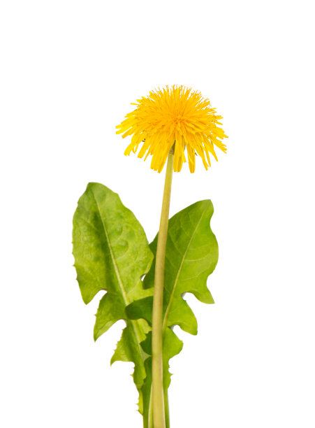 蒲公英花与叶，孤立在白色的背景。草药。图片下载