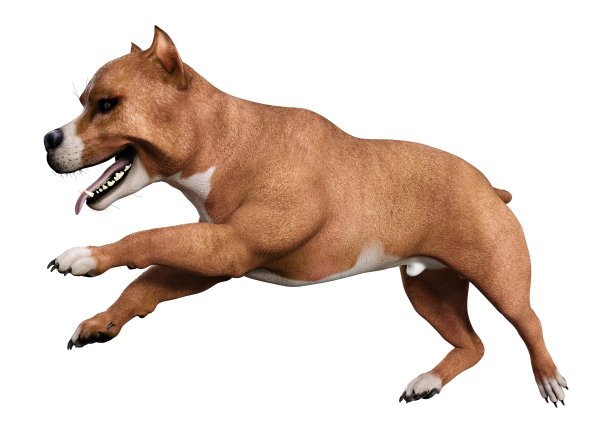 3D r插画美国比特斗牛梗狗在白色图片下载