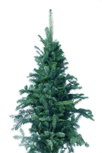 蓝色云杉，сhristmas树，孤立在白色的背景。杉树没有装饰。图片下载