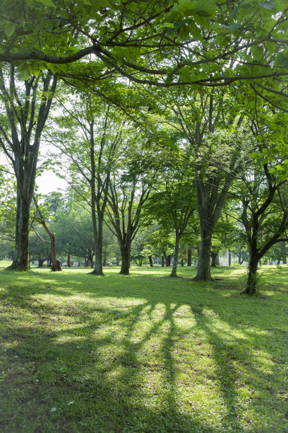 清晨的森林图片下载
