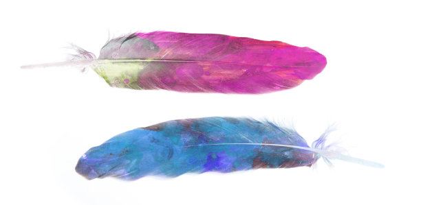 蓝色和粉红色的羽毛在水彩画图片下载