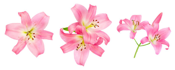 粉红色的百合花孤立在白色的背景上。美丽温柔的莉莉“n图片下载