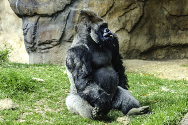 大猩猩图片下载