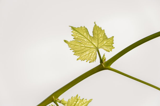 年轻的藤叶在一个孤立的白色背景。文本区域为您的消息。图片下载