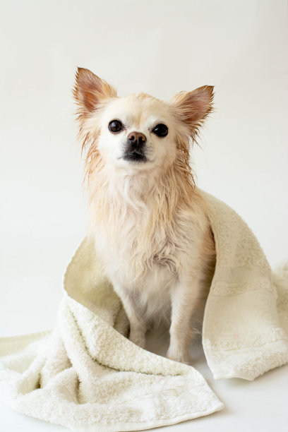 可爱的湿吉娃娃洗澡后被裹在毛巾里，孤立在白色的背景上。洗你的宠物。图片下载