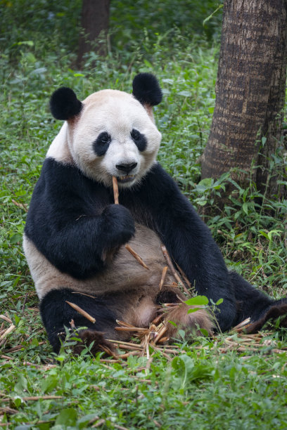 中国成都大熊猫研究基地图片下载