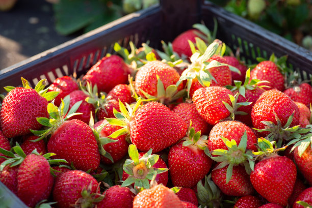 一个装满新鲜采摘的草莓的塑料盒子的特写照片图片下载