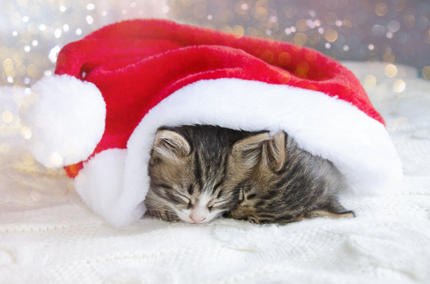 一对宠物睡在圣诞帽下。圣诞和新年的小猫图片下载