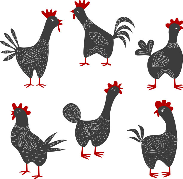 设置卡通公鸡在白色背景图片下载