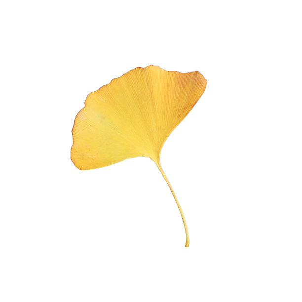 一张剪下来的银杏落叶的照片。图片下载