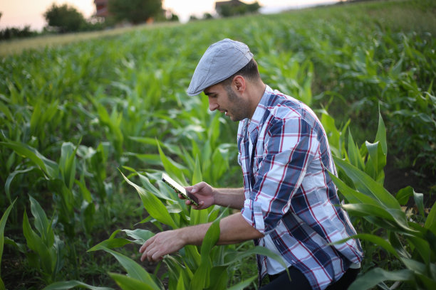年轻的成年男性农民在玉米田的库存照片图片下载