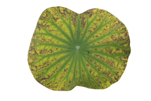 荷花或百合的绿叶顶部有斑点。图片下载