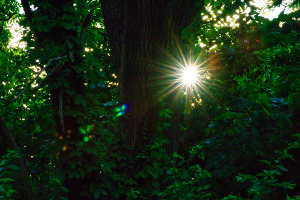 福勒斯特的阳光图片下载