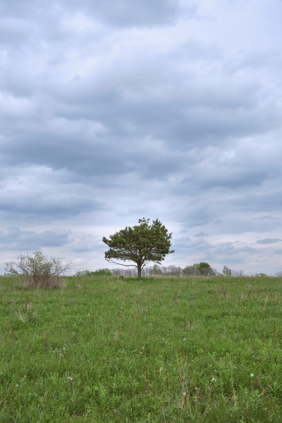 公园里的一棵树图片下载