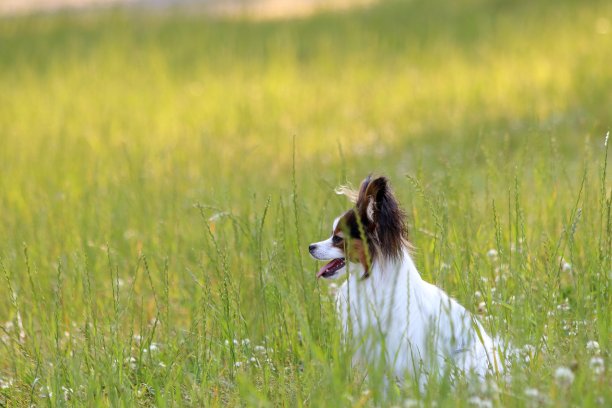 初夏，一只蝶耳犬在草地上玩耍图片下载