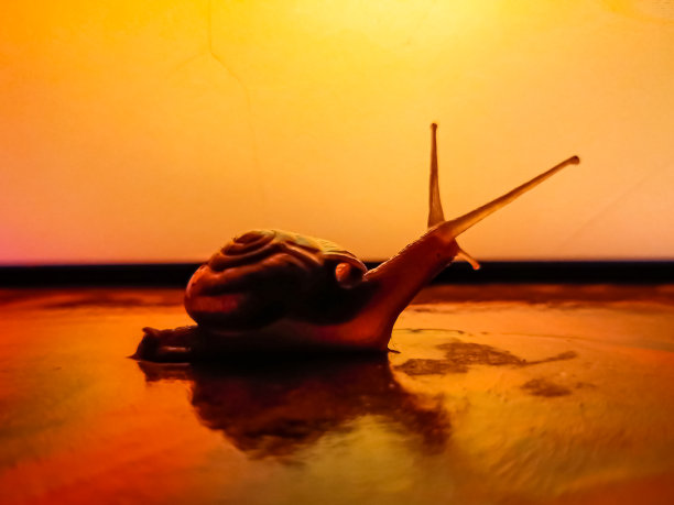 蜗牛在晚上图片下载