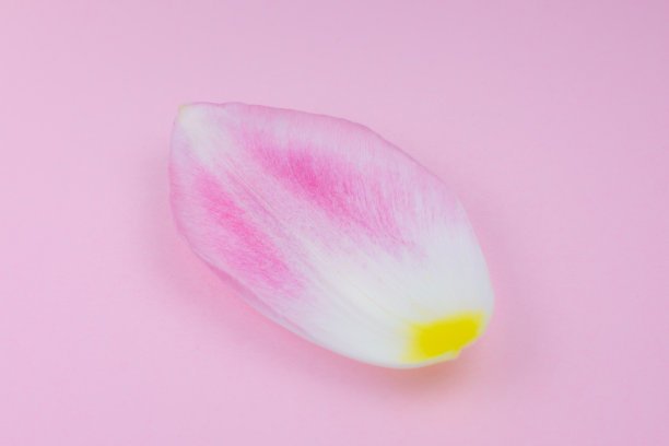 粉红色背景上的粉红色郁金香花瓣。极简主义，美丽的自然壁纸。人类衰老的概念。自然生态化妆品。一个人的生活发生了不同的变化。复制空间，关闭。图片下载