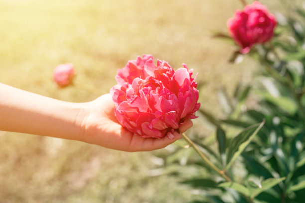 在一个阳光明媚的夏日里，在花园中一片模糊的绿叶和草的背景上，粉红色的牡丹花头在孩子们的手中盛开。耀斑图片下载