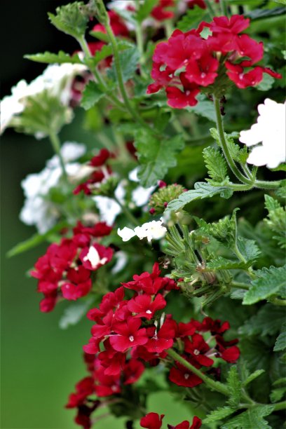 版权免费照片-最好的花卉背景为网站，博客，或广告-鲜艳的颜色Pop在这个可爱的马鞭草植物-开花挂篮完美-艳丽的马鞭草花吸引注意的每个人看到他们图片下载