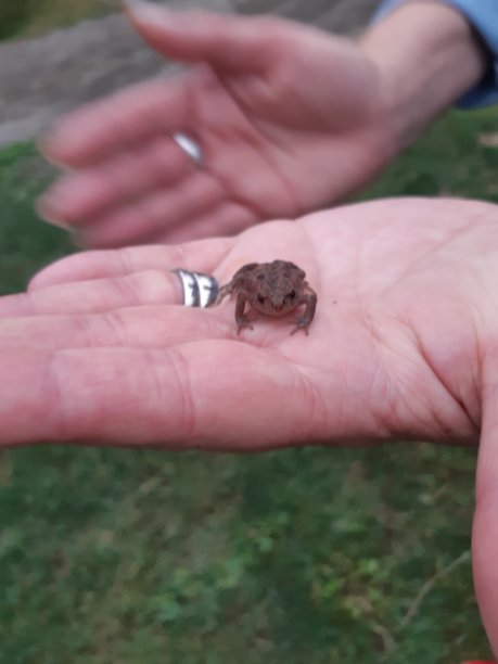 手里拿着小青蛙图片下载