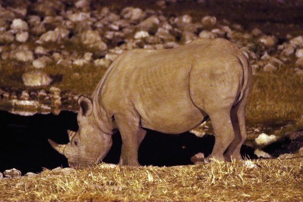纳米比亚沙漠中一头犀牛在夜间站在池塘边的特写镜头。非洲野生动物摄影。图片下载
