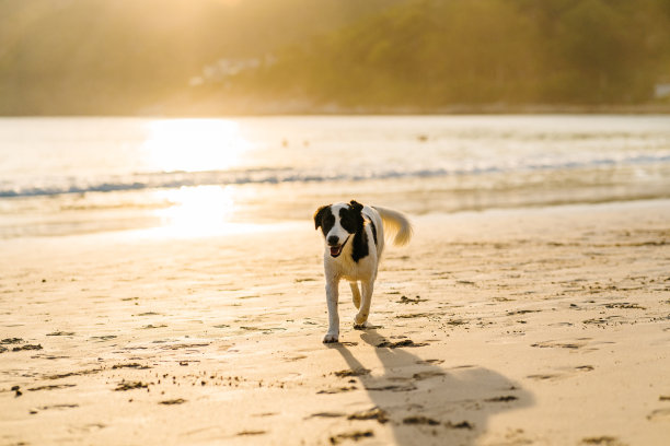 在沙滩上和夕阳一起奔跑的幸福狗。金色的光图片下载